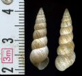 Cochlicella acuta